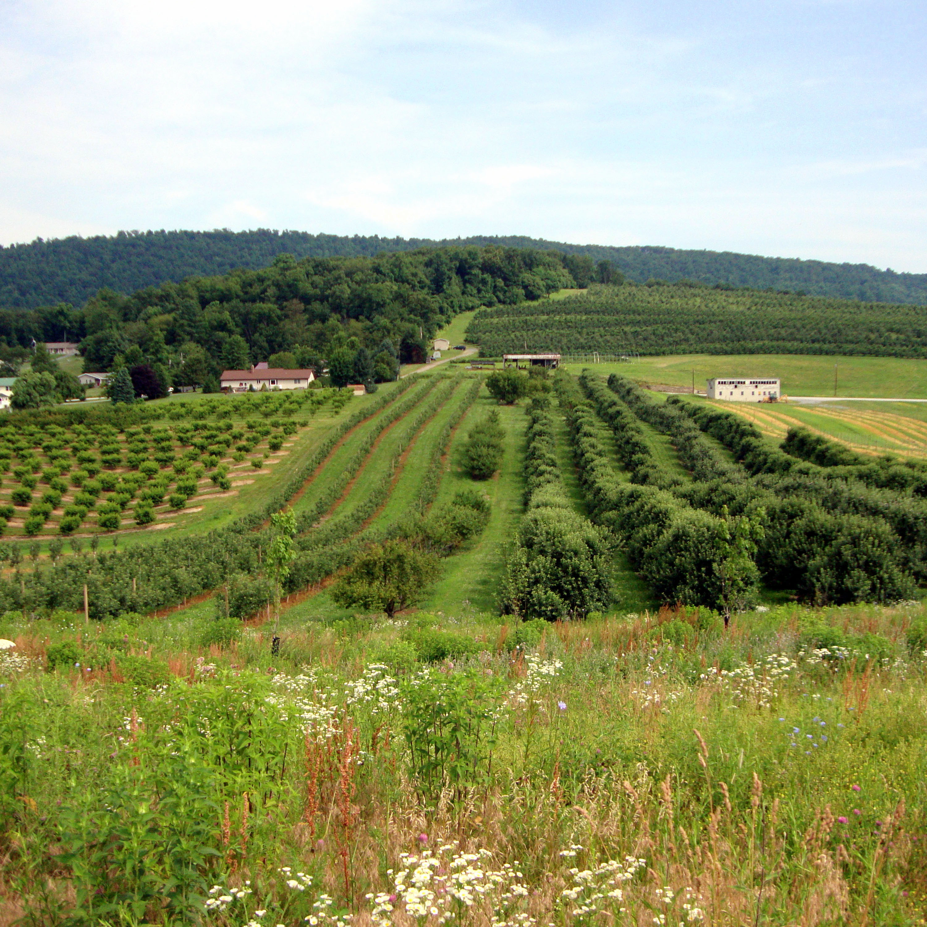 about-the-xerces-society-xerces-society